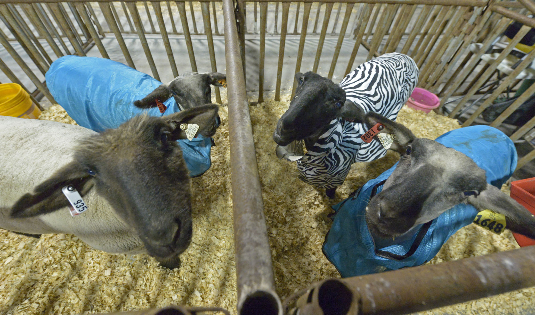 rodeoasc.011818 HS 381.JPG